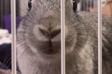 first rule of rabbit fight club, you don’t talk about rabbit fight club, jailed for biting her brother