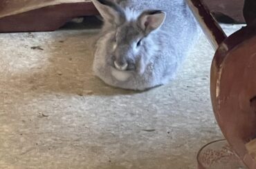 I’ve procured a wide assortment of bread for you all today.