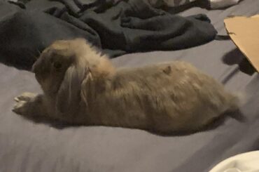 Good boi loaf bananabun