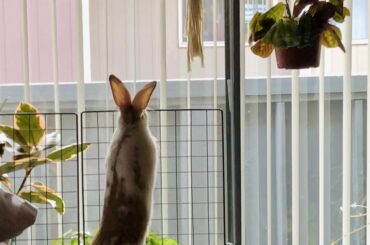 🐰💭Plotting on munching the plants! I’ll have to fortify my fencing!😅