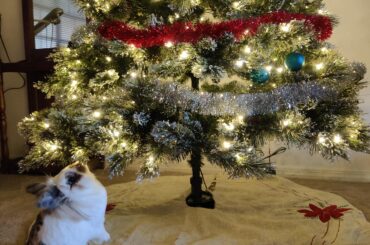 The tree belongs to her now