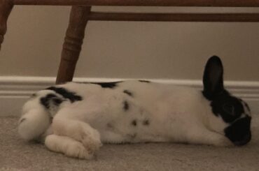 Binx giving out free invites to rub his belly