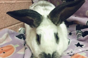 the loaf with ears has logged on