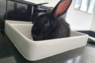 Found Ollie snoozing in the bathroom sink....