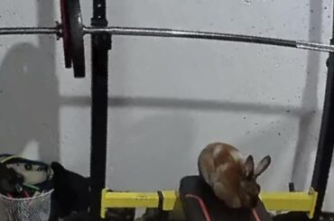 Is this what they call a healthy loaf? Is this the correct process to make the loaf get buff?