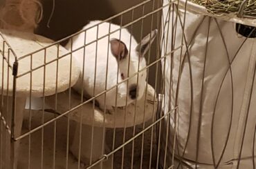 Yea... I guess that isnt the best place for the hay bin... should have thought of that... Touche Flurry, touche