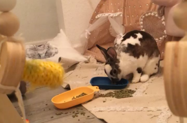 Why try putting it in a bowl anymore..give up