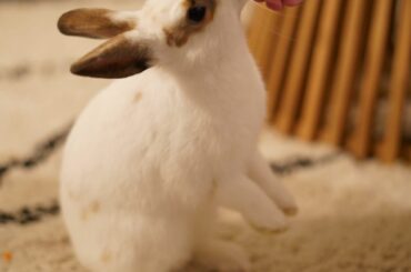 Give me treats please!