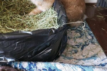 He has to be the only rabbit in the world to ever do this. He looks so confused and guilty. Rusty needs help, from a professional