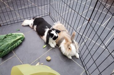 More snugglebuns, their favourite spot apparently