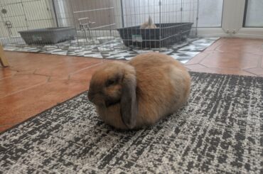 You know when you've cooked a perfect loaf when he comes out this colour, right?