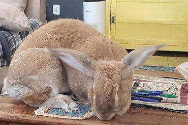 I know you love grooming the coffee table but no, Rusty, you cannot sit on top of it and then lick it