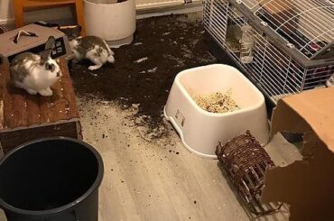 Putting the flowerpot in the bunny room.. that's on me