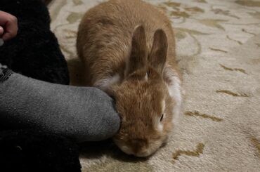 Snuggled up against a foot…Peanut is so cozy🐰