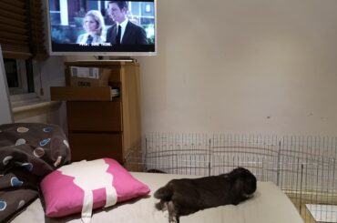 Watching TV with my handsome hop noodle.