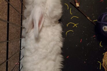 Noodle following destruction. No Willow Balls remain.