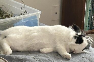 Crossed Peets, sleepy noodle