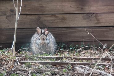 Wild loaf outside window