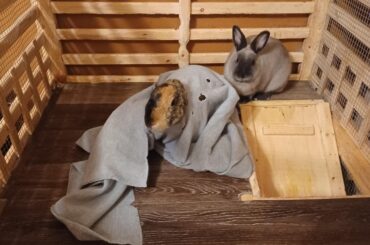 mmm yes, am now Babushka