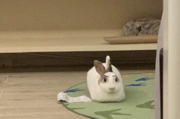 something seems off with this loaf