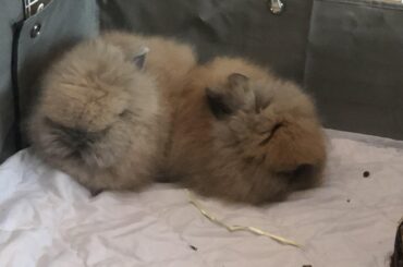 Double loafsters (whiskey, right & tango, left)