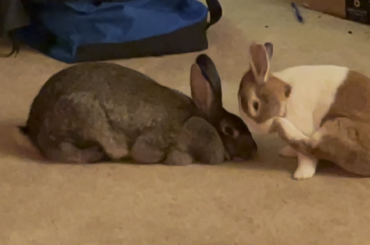 hey gorl, im a leg-o-loaf