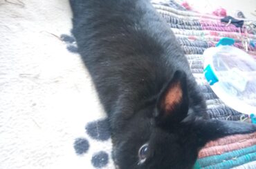 Extreme case of noodle