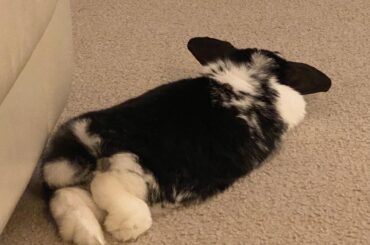 Full hopnoodle sploot, helicopter ears for safety.