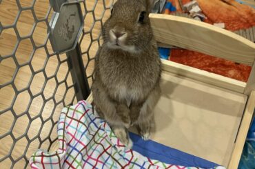 my sweet girl bambi 💛