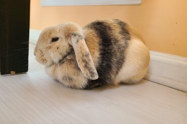 Freshly baked marble loaf