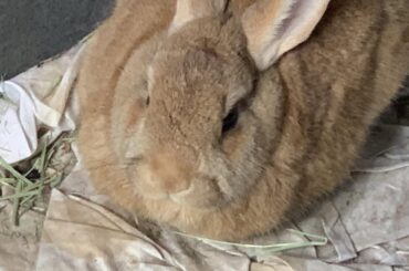 Do you this toffee flavored beard?