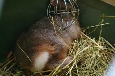 There is lot of space in travel carrier but under the hay cube is the best