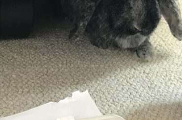 Bad boy eats papers for grading