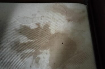 Our rabbits decided that a large Boost would be perfect for the bed!