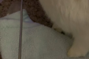 bought a metal charger for the bunny room because there was a fuzzy evil presence in it breaking all my other chargers. the evil presence in question: