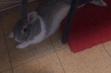 Rexy, the liquid bun