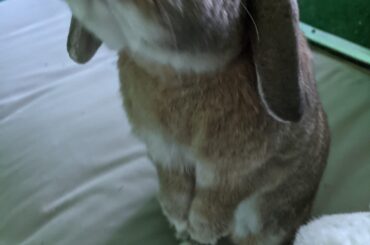 Sugar asking nicely for a treat