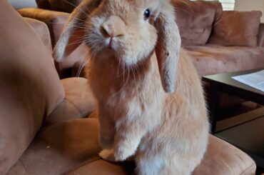 Taro begging for treats before I leave