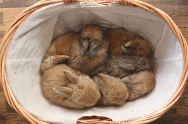 someone said they’re little bread loafs 🥖