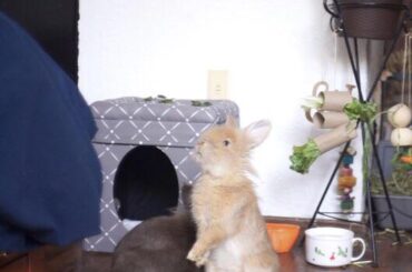 The veggies are behind you, Nala