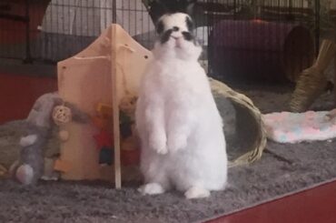 Miss Buns every time she hears a plastic bag. Treats on her mind all the time 😂