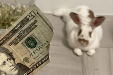 Bunny money