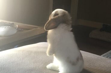 Nellie wants y'all to know she looks fabulous today