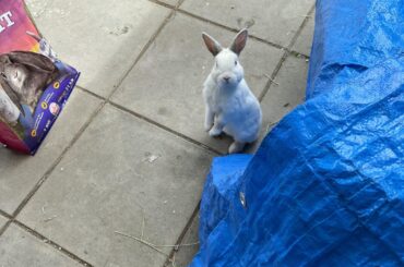 Hoomin, did yu say fooood?