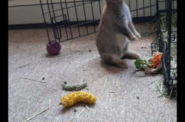 Furlock Holmes is on the case