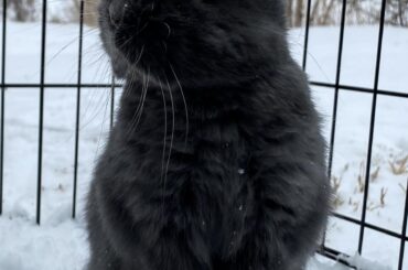 Sages first snow day.❄️