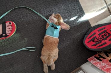 As soon as we come home she becomes a noodle!