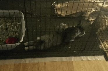 I'm told Sandy belongs here.. Don't mind Apollo happily munching nearby. He always tags along.