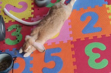 A very impressive noodle