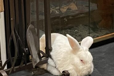 He just loves the fireplace (more than his 3 other comfy beds, apparently).